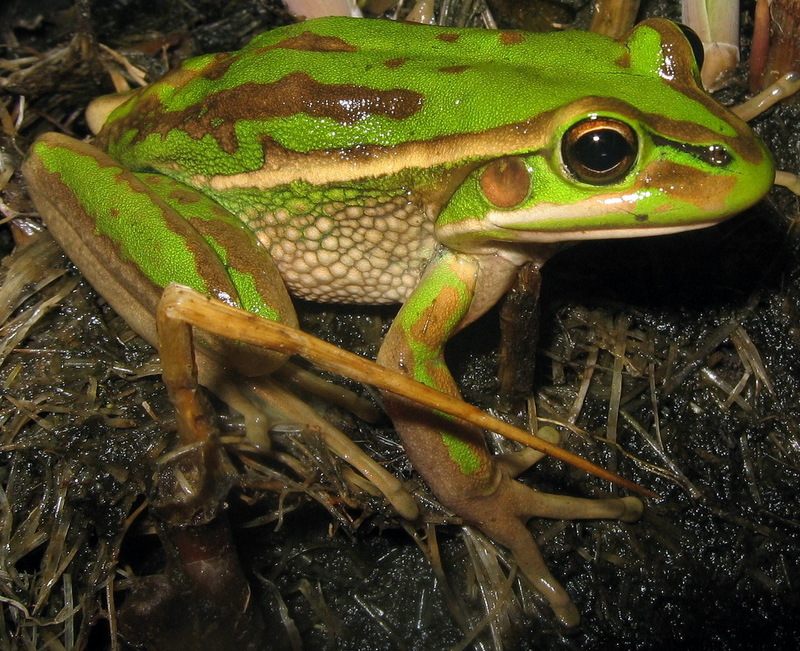 Green and Golden Bell Frog (Litoria aurea) - Wiki; DISPLAY FULL IMAGE.
