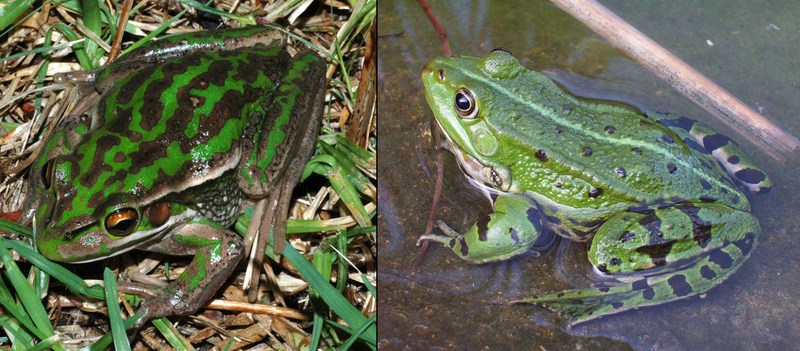 Green and Golden Bell Frog (Litoria aurea) comparison with Genus Rana; DISPLAY FULL IMAGE.