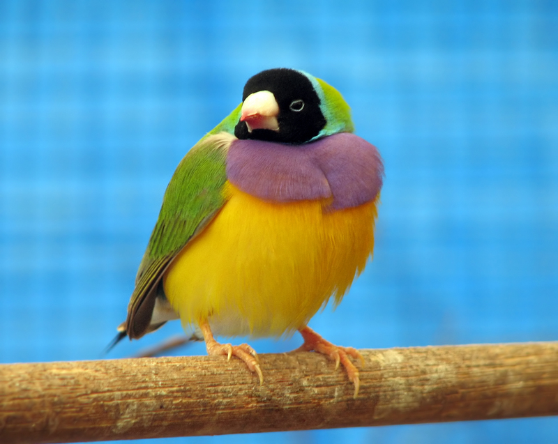 Gouldian Finch (Erythrura gouldiae) - Wiki; DISPLAY FULL IMAGE.