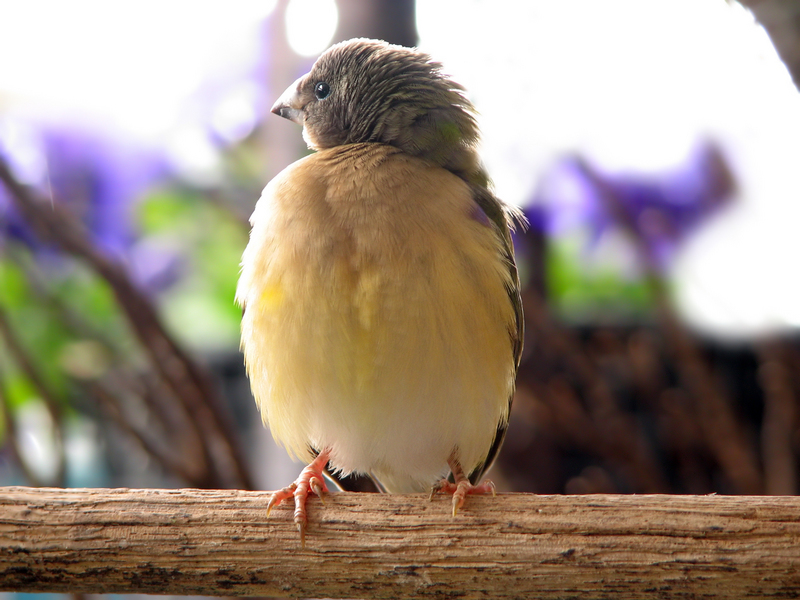 Gouldian Finch (Erythrura gouldiae) juvenile; DISPLAY FULL IMAGE.