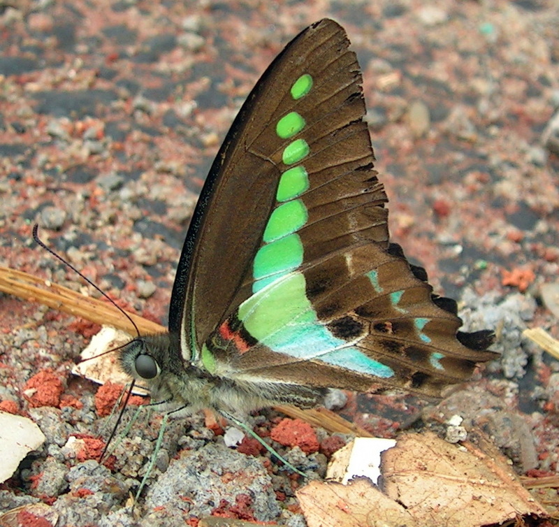 Common Bluebottle (Graphium sarpedon), India; DISPLAY FULL IMAGE.