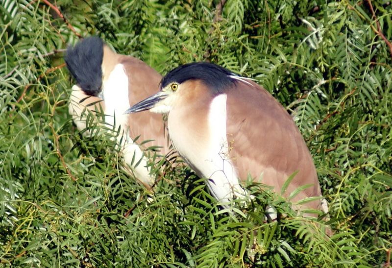 Nankeen Night-heron (Nycticorax caledonicus ) - Wiki; DISPLAY FULL IMAGE.