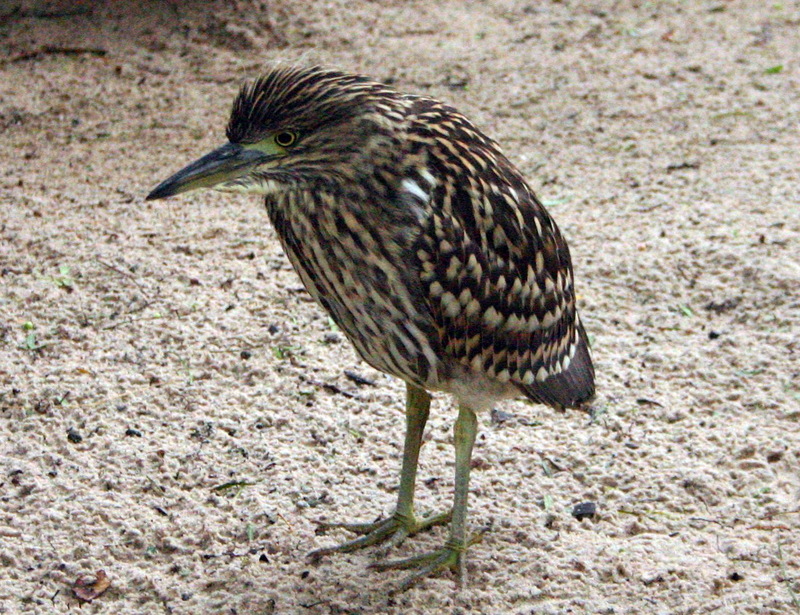 Nankeen Night-heron (Nycticorax caledonicus ) juvenile; DISPLAY FULL IMAGE.