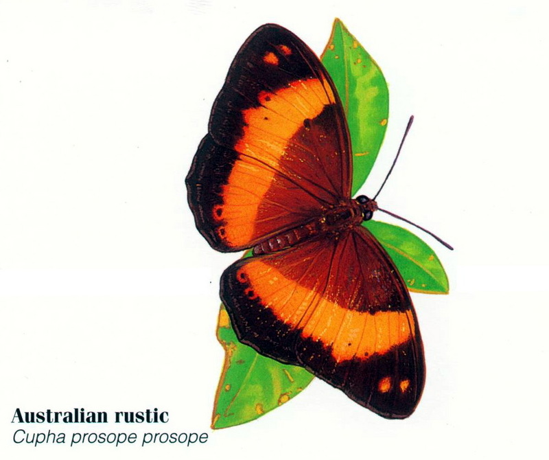 Australian Rustic Butterfly (Cupha prosope); DISPLAY FULL IMAGE.