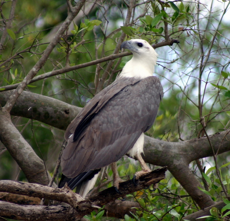 White-bellied Sea-eagle (Haliaeetus leucogaster) - Wiki; DISPLAY FULL IMAGE.