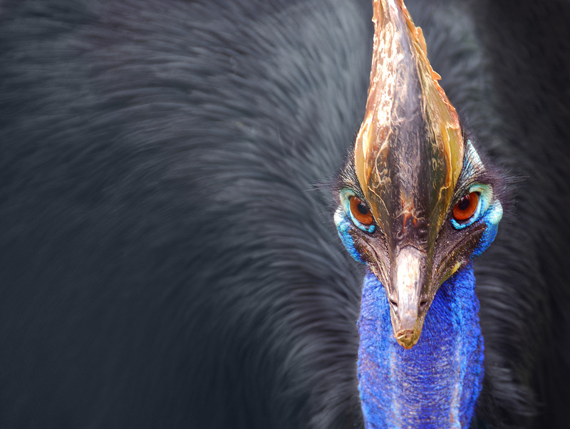 Cassowary (Genus: Casuarius) - Wiki; DISPLAY FULL IMAGE.