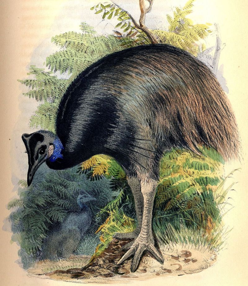 Dwarf Cassowary (Casuarius bennetti) - Wiki; DISPLAY FULL IMAGE.