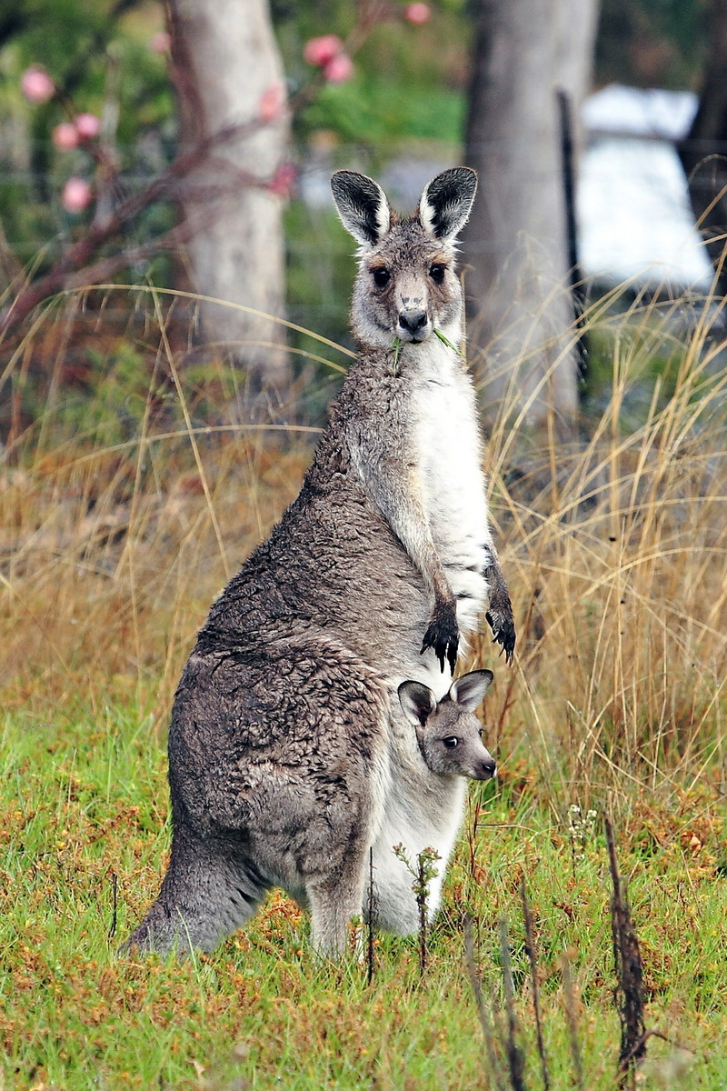Eastern Grey Kangaroo (Macropus giganteus) - Wiki; DISPLAY FULL IMAGE.