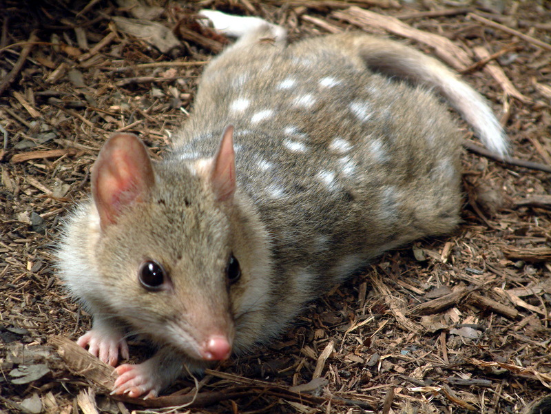 Eastern Quoll (Dasyurus viverrinus) - Wiki; DISPLAY FULL IMAGE.