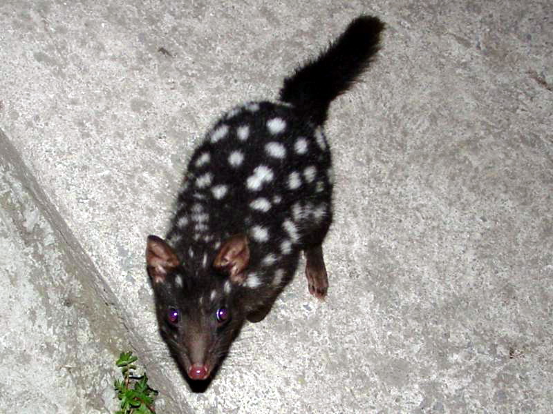 Eastern Quoll (Dasyurus viverrinus) black; DISPLAY FULL IMAGE.