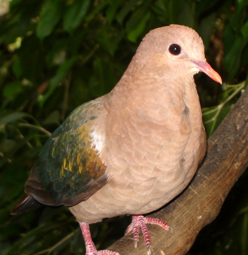 Emerald Dove (Chalcophaps indica) - Wiki; DISPLAY FULL IMAGE.