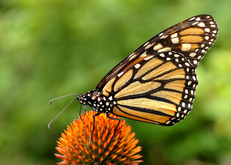 Monarch Butterfly (Danaus plexippus) - Wiki; DISPLAY FULL IMAGE.