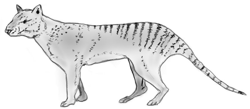 Powerful Thylacine (Thylacinus potens) illust; DISPLAY FULL IMAGE.