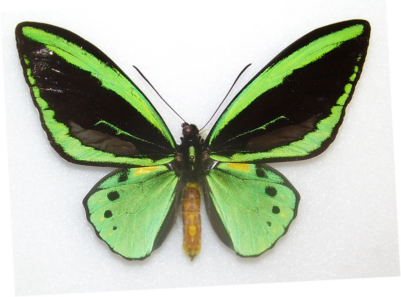 Common Green Birdwing (Ornithoptera priamus) - Wiki; DISPLAY FULL IMAGE.