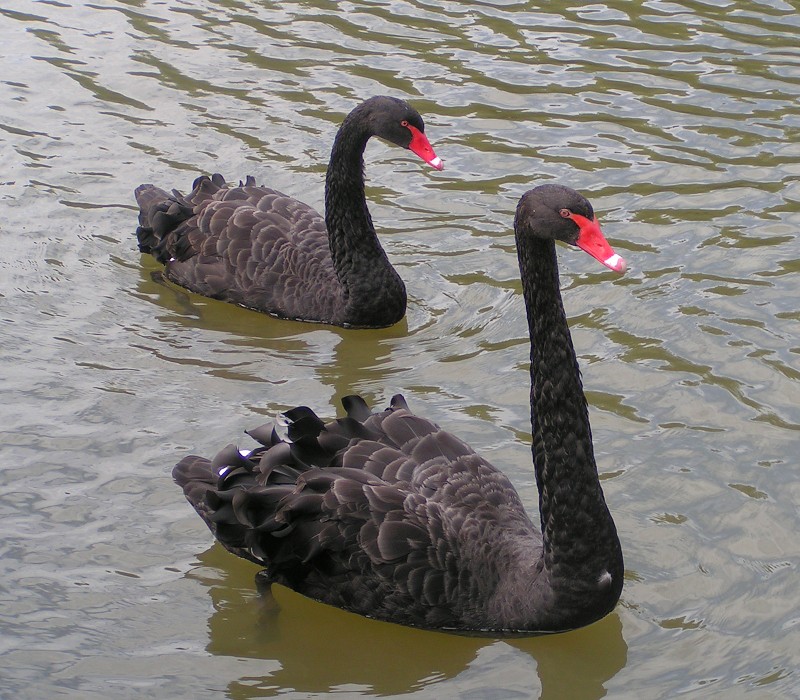Black Swan (Cygnus atratus) - Wiki; DISPLAY FULL IMAGE.