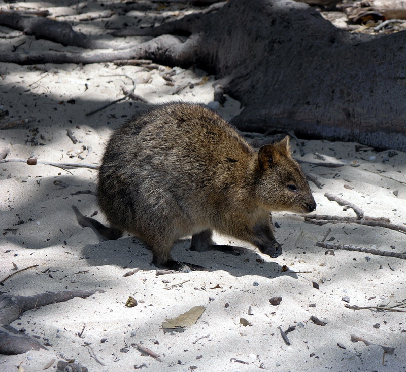 Quokka (Setonix brachyurus) - Wiki; DISPLAY FULL IMAGE.