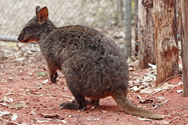 Quokka (Setonix brachyurus) at zoo; DISPLAY FULL IMAGE.