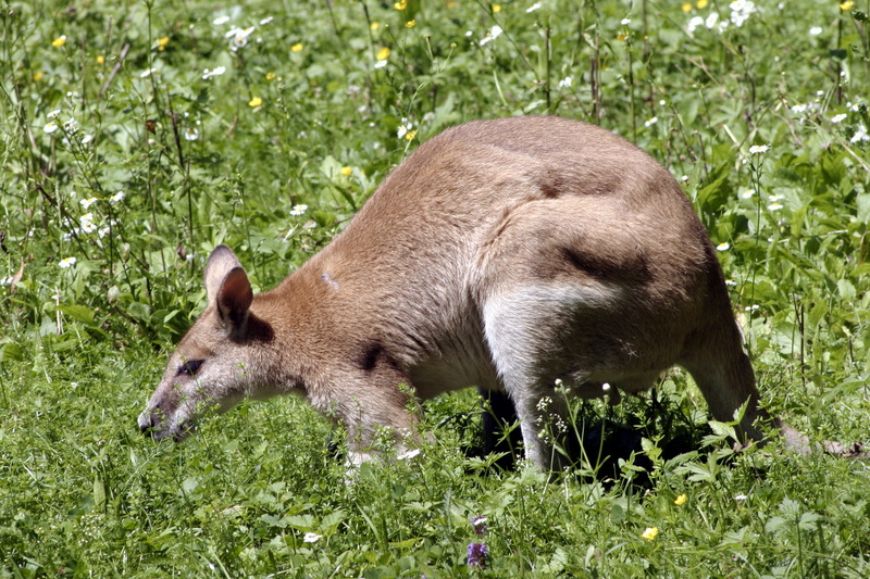 Agile Wallaby (Macropus agilis) - Wiki; DISPLAY FULL IMAGE.
