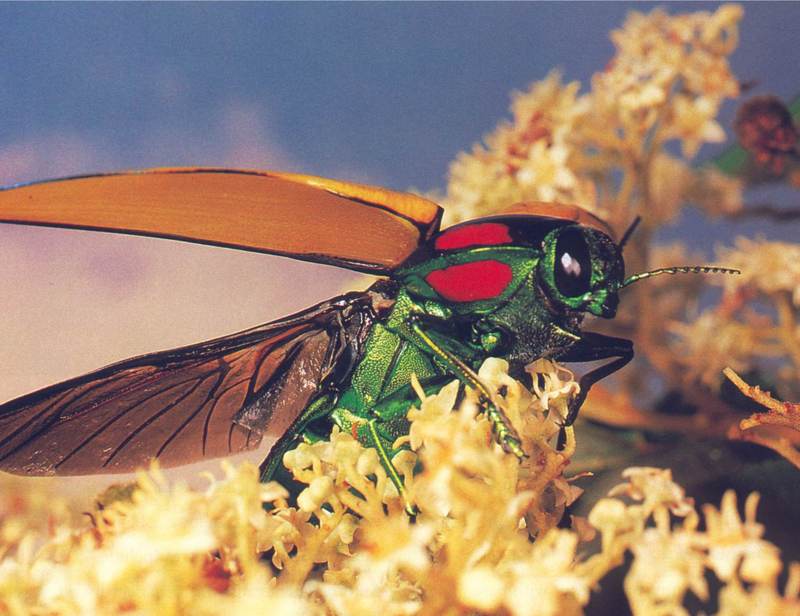 Jewel Beetle (Calodema regalis); DISPLAY FULL IMAGE.
