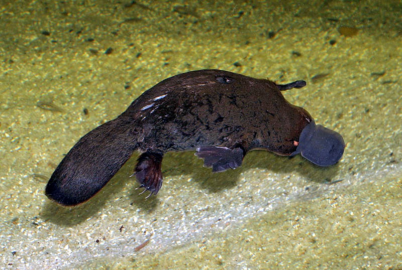 Platypus (Ornithorhynchus anatinus) - Wiki; DISPLAY FULL IMAGE.