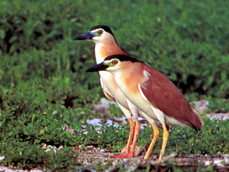 Nankeen Night-Heron (Nycticorax caledonicus) pair; DISPLAY FULL IMAGE.