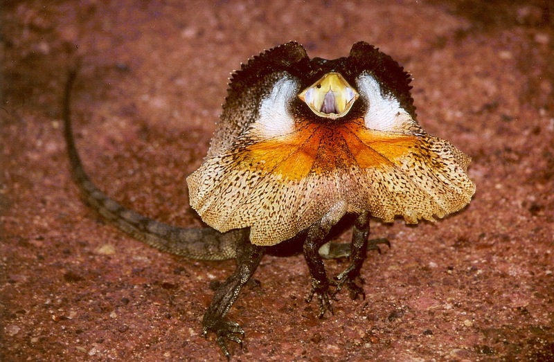 Frill-necked Lizard (Chlamydosaurus kingii) - Wiki; DISPLAY FULL IMAGE.