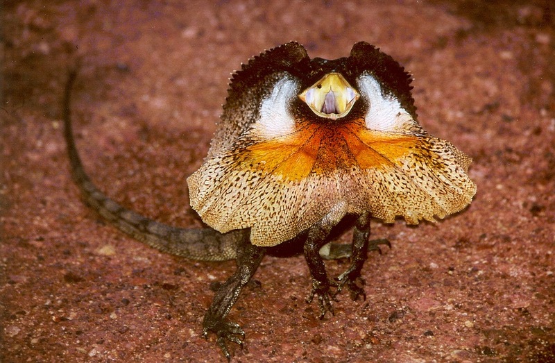 Frill-necked Lizard (Chlamydosaurus kingii) - Wiki; DISPLAY FULL IMAGE.