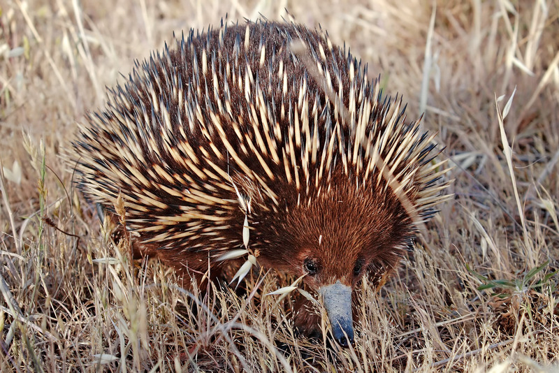 Short-beaked Echidna (Tachyglossus aculeatus) - Wiki; DISPLAY FULL IMAGE.