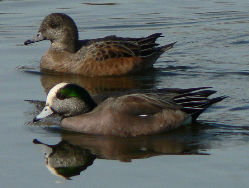 American Wigeon (Anas americana) - Wiki; DISPLAY FULL IMAGE.