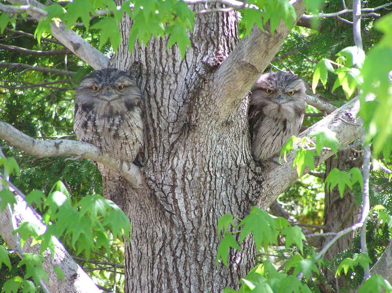 Tawny Frogmouth (Podargus strigoides); DISPLAY FULL IMAGE.