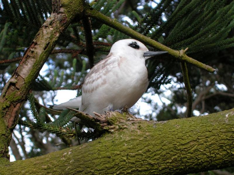 White Tern (Gygis alba) chick; DISPLAY FULL IMAGE.