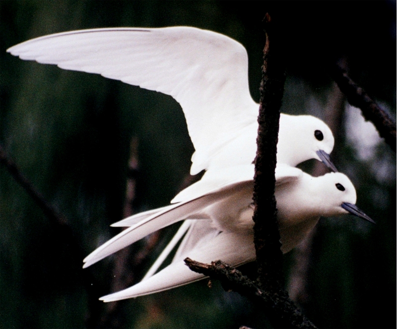 White Tern (Gygis alba) mating; DISPLAY FULL IMAGE.