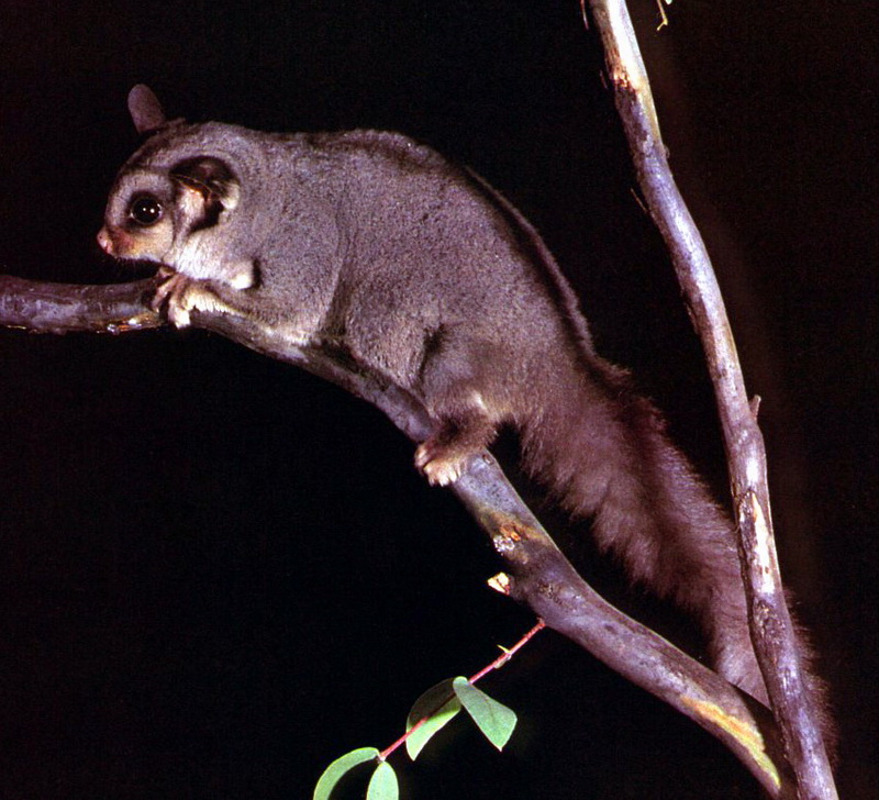 Sugar Glider (Petaurus breviceps); DISPLAY FULL IMAGE.