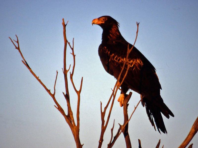 Wedge-tailed Eagle (Aquila audax) - Wiki; DISPLAY FULL IMAGE.