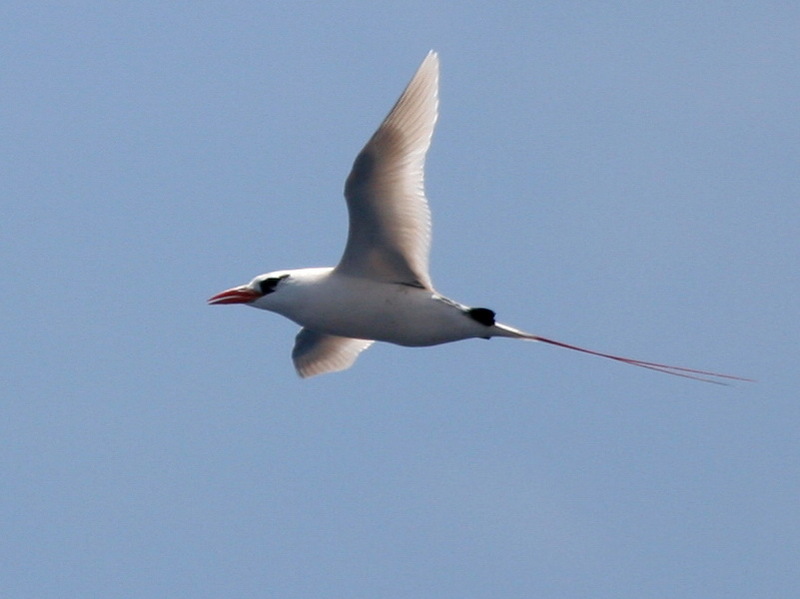 Red-tailed Tropicbird (Phaethon rubricauda) flying; DISPLAY FULL IMAGE.