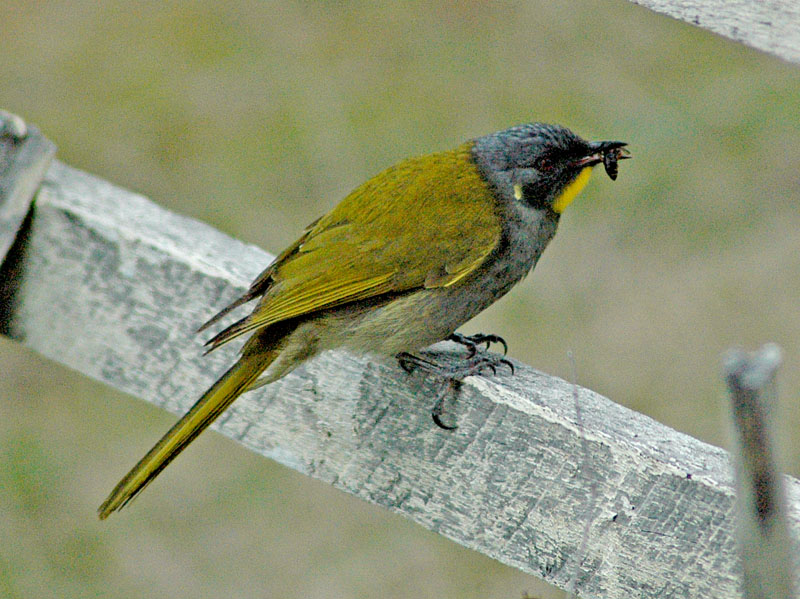 Yellow-throated Honeyeater (Lichenostomus flavicollis); DISPLAY FULL IMAGE.