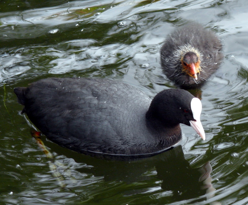 Eurasian Coot (Fulica atra) - Wiki; DISPLAY FULL IMAGE.