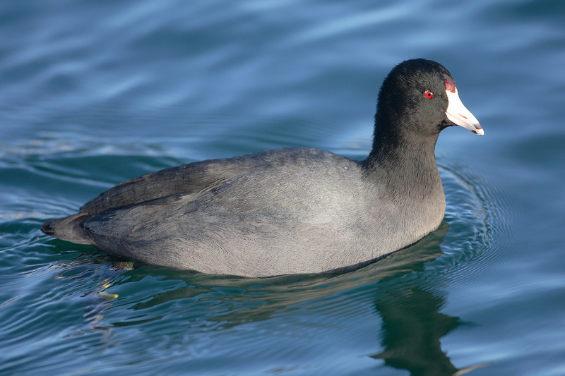 American Coot (Fulica americana) - Wiki; DISPLAY FULL IMAGE.