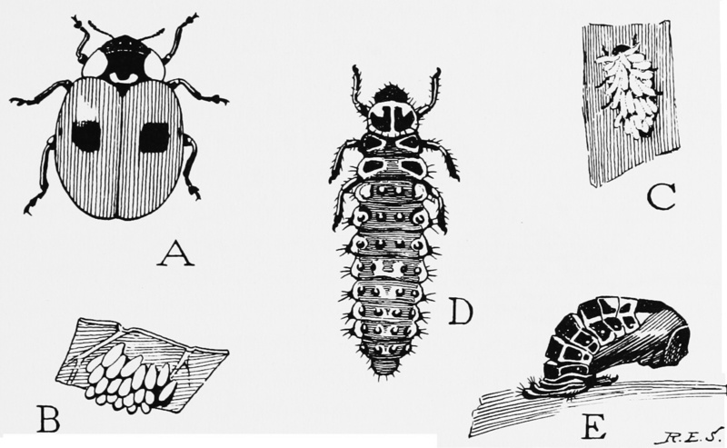 Two-spotted Lady Beetle (Adalia bipunctata) life cycle; DISPLAY FULL IMAGE.