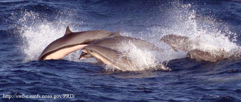 Fraser's Dolphin (Lagenodelphis hosei) - Wiki; DISPLAY FULL IMAGE.
