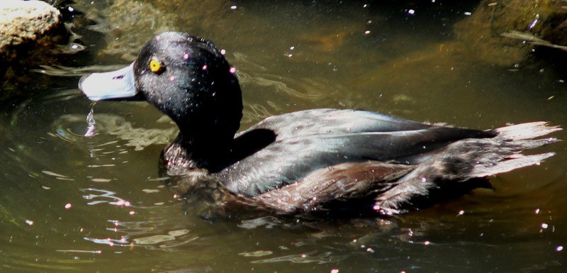New Zealand Scaup (Aythya novaeseelandiae) - Wiki; DISPLAY FULL IMAGE.