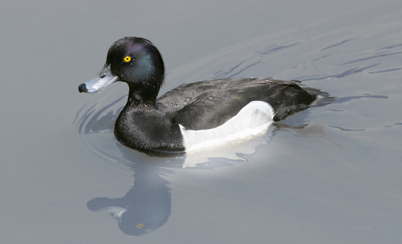 Tufted Duck (Aythya fuligula) - Wiki; DISPLAY FULL IMAGE.
