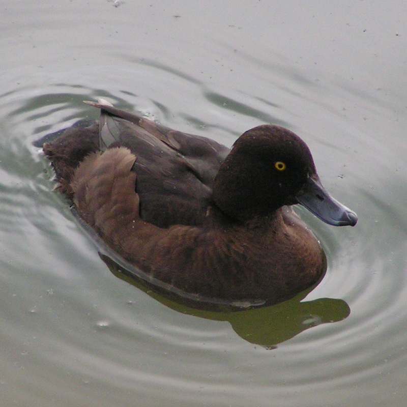 Tufted Duck (Aythya fuligula) female; DISPLAY FULL IMAGE.