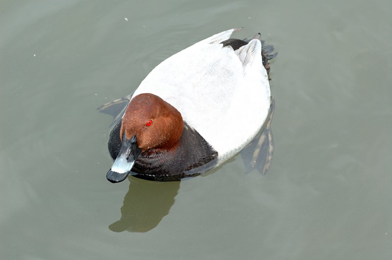 Common Pochard (Aythya ferina) - Wiki; DISPLAY FULL IMAGE.