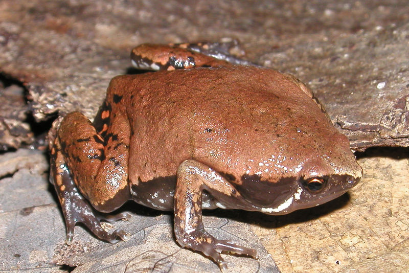 Sheep Frog (Hypopachus variolosus) - Wiki; DISPLAY FULL IMAGE.