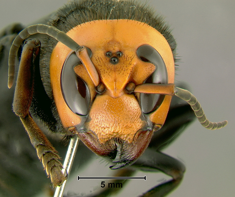 Asian Giant Hornet (Vespa mandarinia) - Wiki; DISPLAY FULL IMAGE.