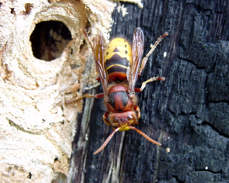 European Hornet (Vespa crabro) worker; DISPLAY FULL IMAGE.