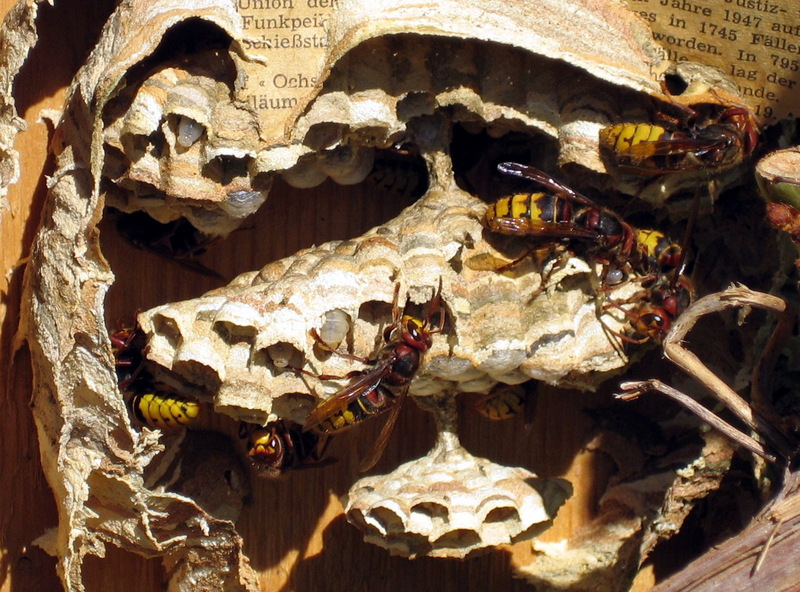 European Hornet (Vespa crabro) nest; DISPLAY FULL IMAGE.