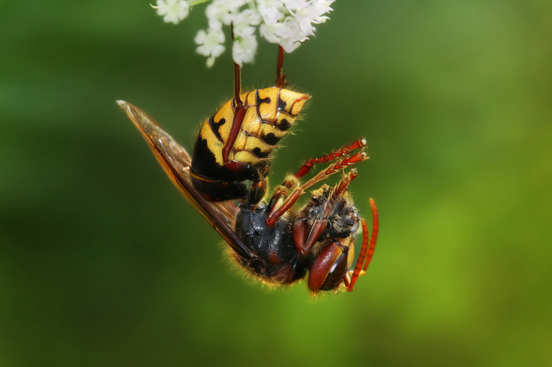 European Hornet (Vespa crabro) feeding; DISPLAY FULL IMAGE.