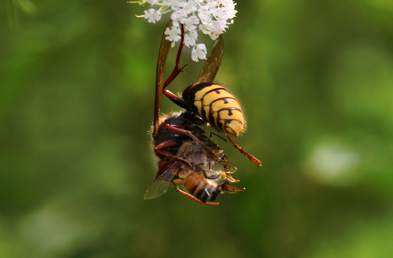 European Hornet (Vespa crabro) feeding; DISPLAY FULL IMAGE.